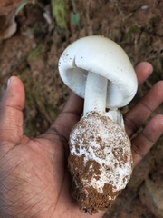 Amanita chepangiana