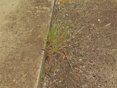 Bothriochloa torreyana