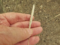 Bothriochloa torreyana