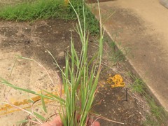 Bothriochloa torreyana