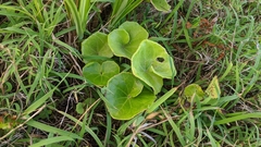 Farfugium japonicum japonicum