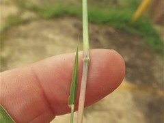 Bothriochloa torreyana