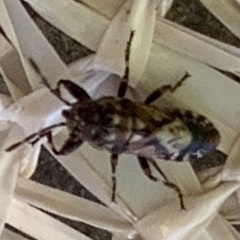 Phlegyas abbreviatus