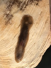 Maricola