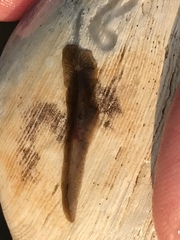 Maricola