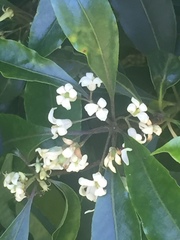 Pittosporum undulatum