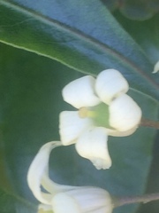 Pittosporum undulatum