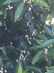 Pittosporum undulatum