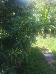 Pittosporum undulatum