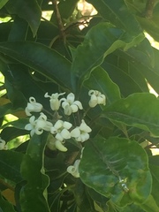 Pittosporum undulatum