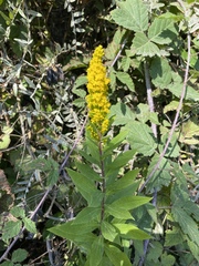 Solidago lepida salebrosa