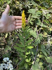 Solidago lepida salebrosa