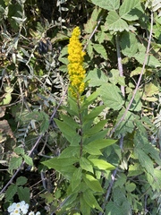 Solidago lepida salebrosa