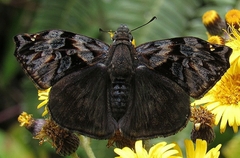 Noctuana