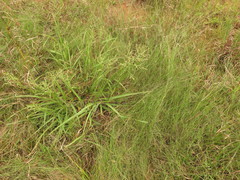 Coleataenia anceps anceps