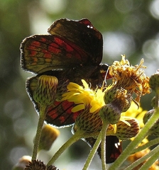 Noctuana