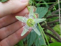 Passiflora gracilis