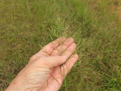 Coleataenia anceps anceps