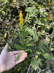 Solidago lepida salebrosa