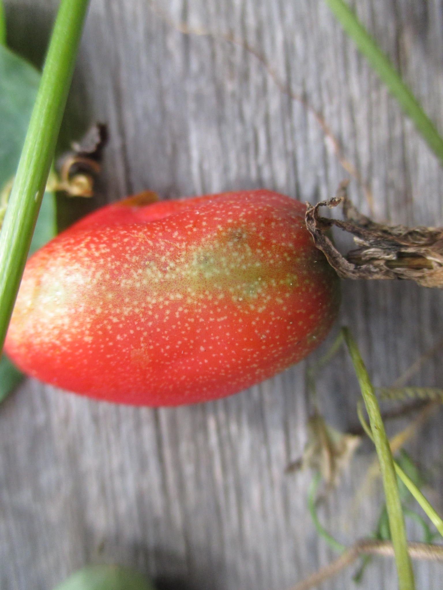 Passiflora gracilis image