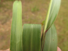 Coleataenia anceps anceps