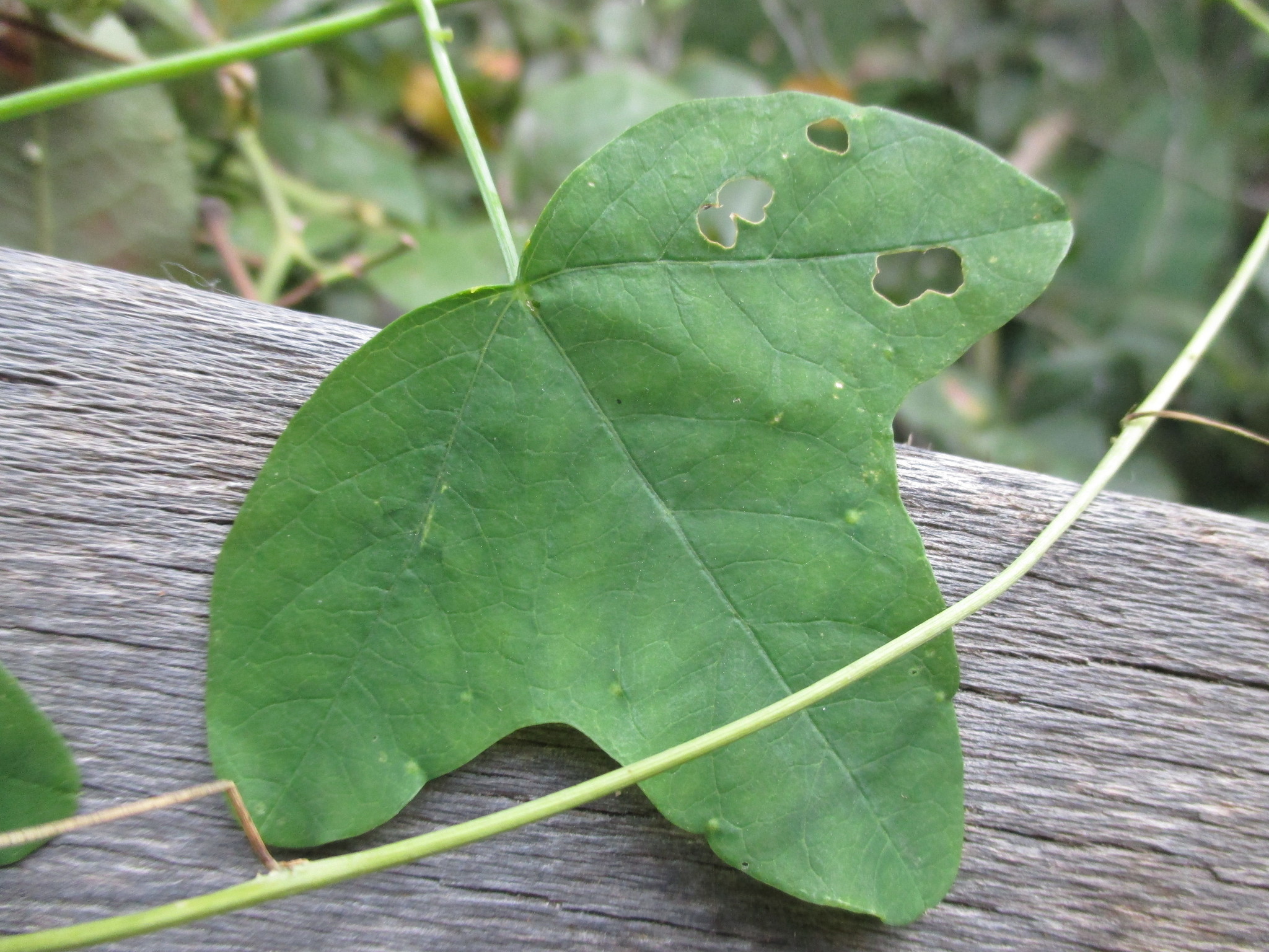 Passiflora gracilis image