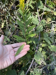 Solidago lepida salebrosa
