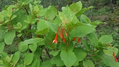 Fuchsia fulgens
