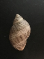Nucella analoga