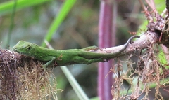 Anolis gemmosus