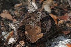 Brakefieldia perspicua