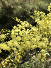 Acacia genistifolia