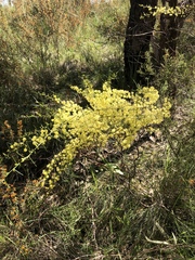 Acacia genistifolia
