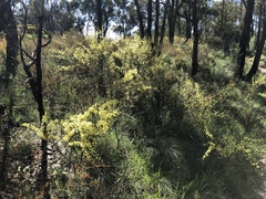 Acacia genistifolia