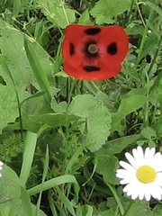 Papaveraceae