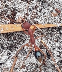 Myrmecia analis