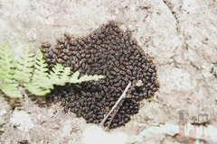 Cerastipsocus trifasciatus