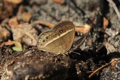 Brakefieldia perspicua