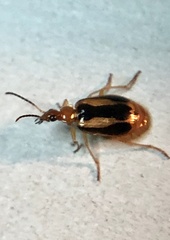 Lebia solea