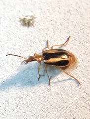 Lebia solea