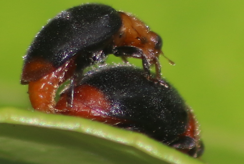 Mealybug Destroyer