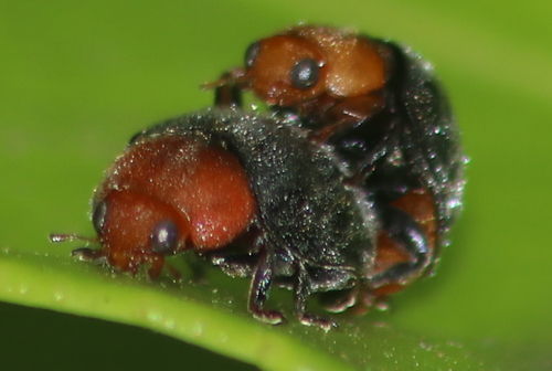 Mealybug Destroyer