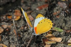 Belenois thysa thysa