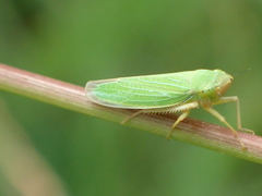 Draeculacephala crassicornis