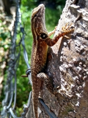 Sceloporus licki