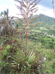 Tillandsia secunda