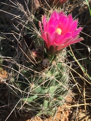 Coryphantha macromeris macromeris
