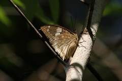 Charaxes cithaeron