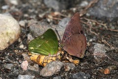 Charaxes eupale
