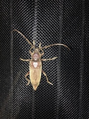 Enaphalodes hispicornis